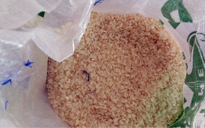 Terme pirinci nasıl yetiştirilir?